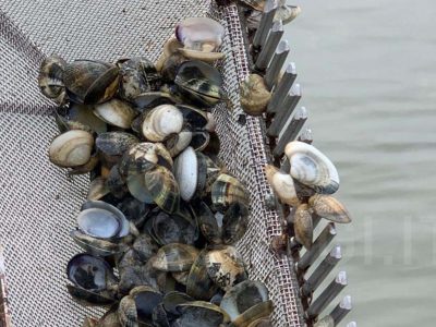 Moria di vongole,  grave danno per Cesenatico e l’Alto Adriatico