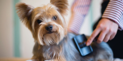 Quando il pelo del cane è spento e opaco: possi...