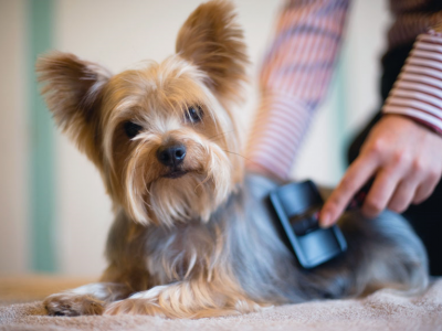 Quando il pelo del cane è spento e opaco: possibili cause e rimedi