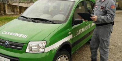 Sequestrate zanne d’elefante senza docume...