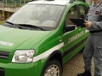 Sequestrate zanne d’elefante senza documentazione ad una fiera di Parma