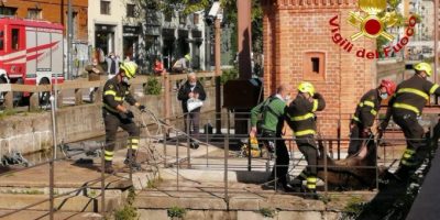 Milano, branco cinghiali nel Naviglio: catturat...