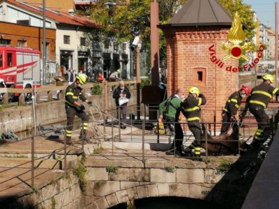 Milano, branco cinghiali nel Naviglio: catturati due esemplari