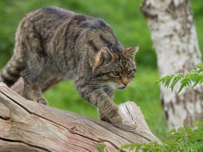 Il gatto, dalle origini alla sua evoluzione nel tempo