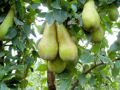 Le pere italiane messe ko da un fungo: danni per milioni di euro