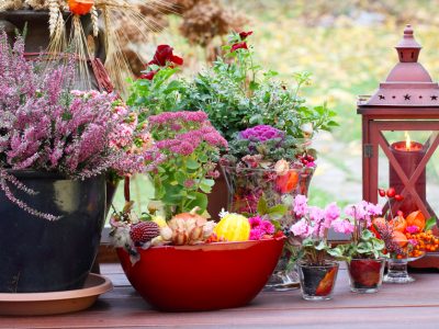 Come abbellire balconi e terrazzi con le piante invernali