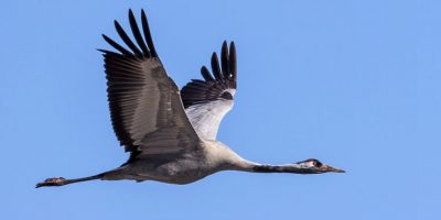 Il passaggio di centinaia di gru sull’Abr...