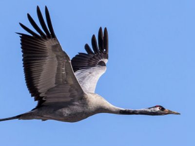 Il passaggio di centinaia di gru sull’Abruzzo, una tradizione consolidata