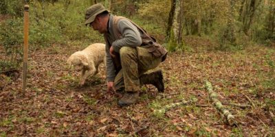 Il tartufo tra passione e professione: come ini...
