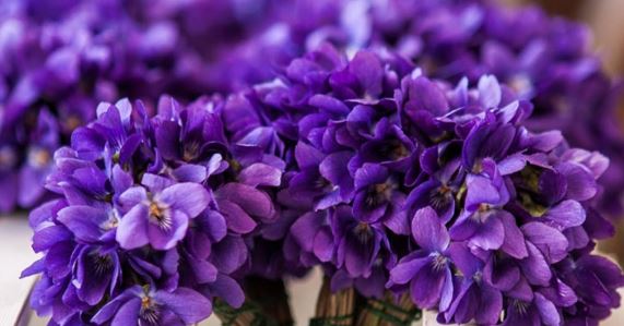 violette candite