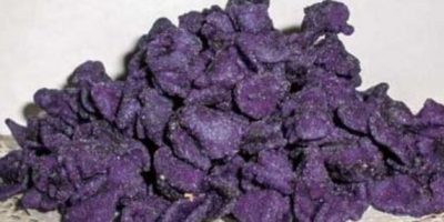 Dal Cuneese un prodotto d’antica tradizio...