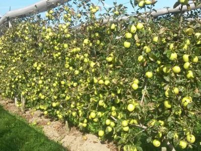I danni della cimice alla frutta valgono 110 milioni di risarcimenti