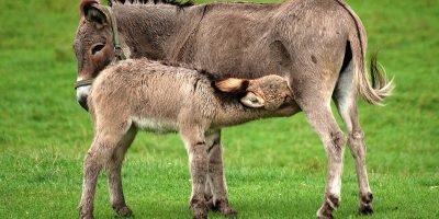 Latte di asina, no ai bimbi sotto i 2 anni: può...