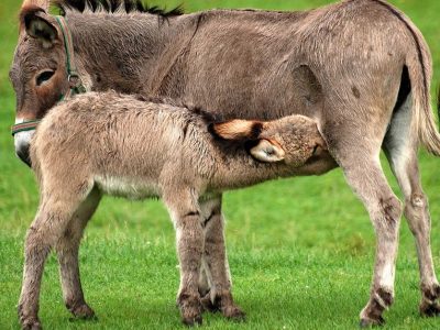 Latte di asina, no ai bimbi sotto i 2 anni: può causare malnutrizione e danni al sistema nervoso