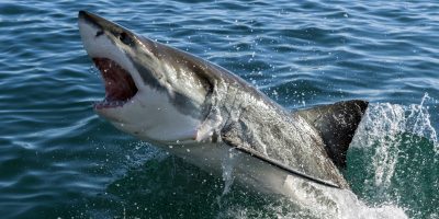 Uomo ucciso da uno squalo presso un centro turi...