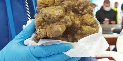 Unesco, cerca e cavatura del tartufo italiano p...