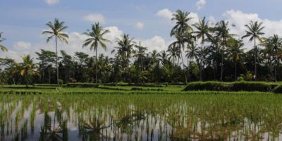 Yasa, ciclone tropicale sul Pacifico, è dotato ...