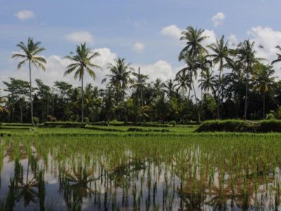 Yasa, ciclone tropicale sul Pacifico, è dotato di una potenza distruttiva