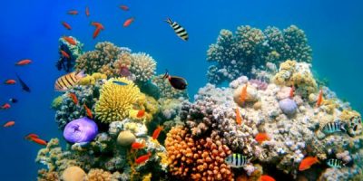 Uno spettacolo unico al mondo il processo di ri...