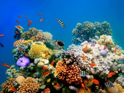Uno spettacolo unico al mondo il processo di ripristino della barriera corallina
