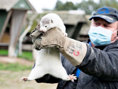 Quattro milioni di visoni saranno riesumati per essere cremati