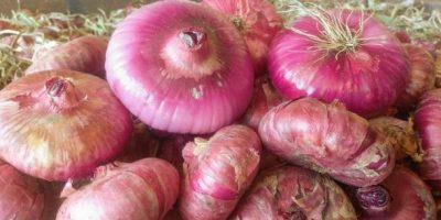 La cipolla rossa piatta di Pedaso è un nuovo Pr...