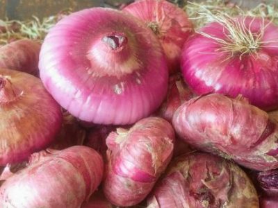 La cipolla rossa piatta di Pedaso è un nuovo Presidio Slow Food