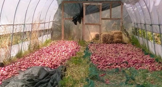 cipolla rossa Pedaso