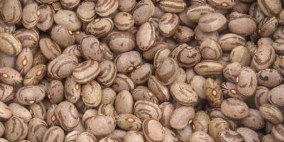 Dalla Calabria: il fagiolo di Cortale diventa p...