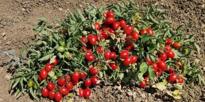Il pomodoro siciliano  “buttiglieddruR...