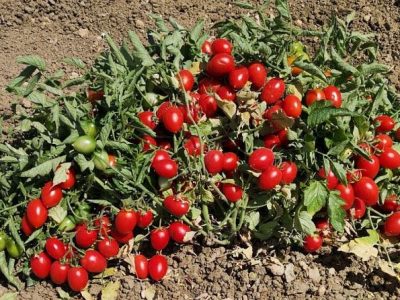 Il pomodoro siciliano  “buttiglieddru” diventa un nuovo presidio Slow Food