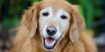 Cane anziano, come prendersene cura al meglio
