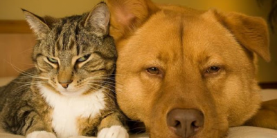 Gelosia negli animali, come ritrovare l’equilib...