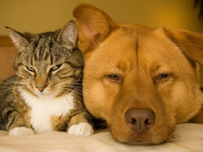 Gelosia negli animali, come ritrovare l’equilibrio domestico tra cani e gatti