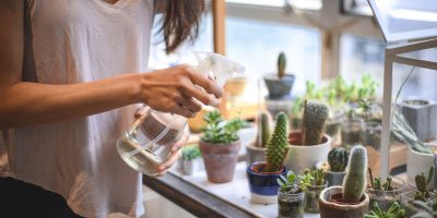 Piante da interno per chi non ha il pollice verde