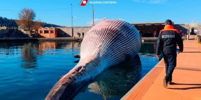 Sorrento, rimossa la balenottera morta per un v...