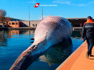 Sorrento, rimossa la balenottera morta per un virus simile al ‘morbillo’