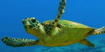 Tartaruga caretta caretta torna a nuotare nei m...
