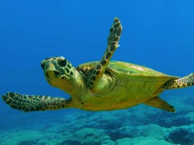 Tartaruga caretta caretta torna a nuotare nei mari italiani