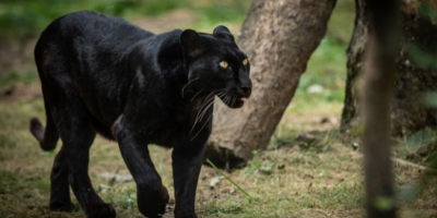 Paura e panico nel Barese: avvistata una panter...
