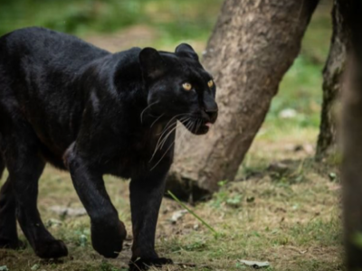 Paura e panico nel Barese: avvistata una pantera nell’entroterra