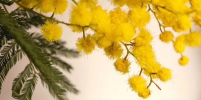 Festa della donna, 8 marzo: ma serve una data per ‘discolparsi’?