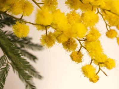 Festa della donna, 8 marzo: ma serve una data per ‘discolparsi’?