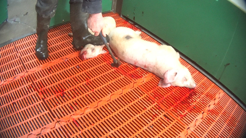Le immagini shock che documentano i maltrattamenti nei confronti dei maiali (Animal Equality)