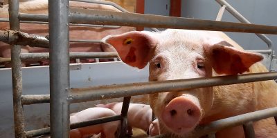 Immagini shock in Uk: maiali  destinati a Lidl ...