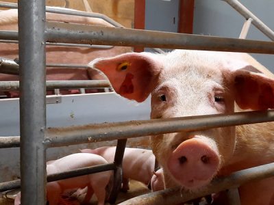 Immagini shock in Uk: maiali  destinati a Lidl uccisi a martellate