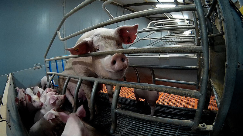 Maltrattamenti nei confronti dei maiali
