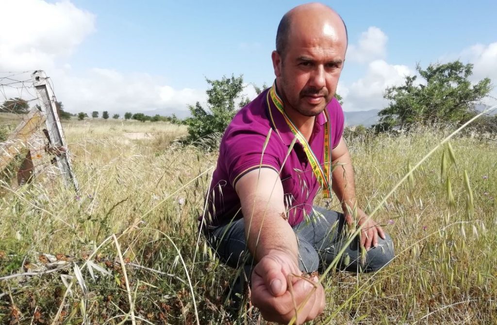 Le cavallette nei campi della Sardegna (Coldiretti)