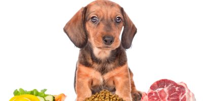 Allergie e intolleranze alimentari nel cane, po...