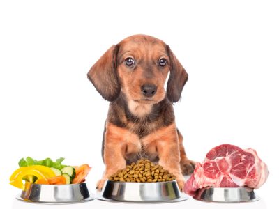 Allergie e intolleranze alimentari nel cane, possibili cause e rimedi